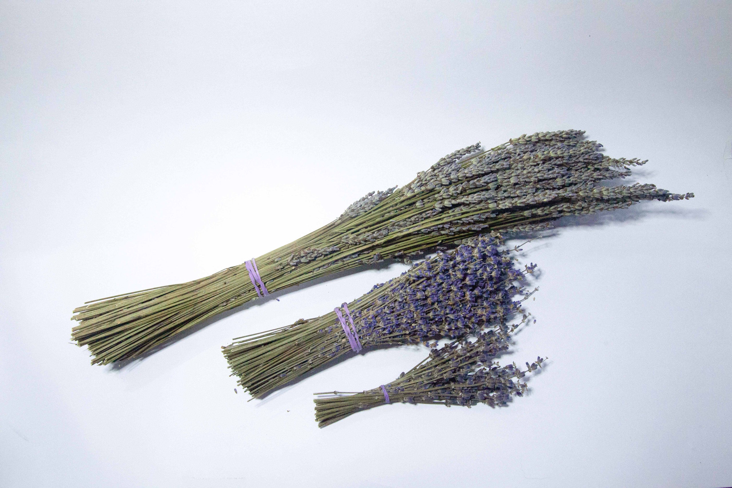 Dried Lavender Bundle with Ribbon - Small – SYNPLE